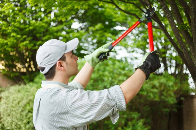 Why Hiring a Certified Arborist is Essential for Tree Care?