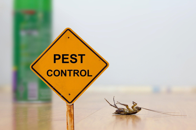 Top 6 Effective Strategies for Scorpion Pest Control