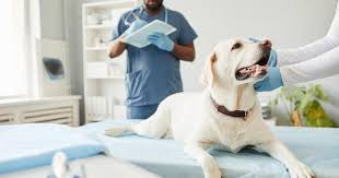 The Connection Between Veterinary Clinics And Public Health