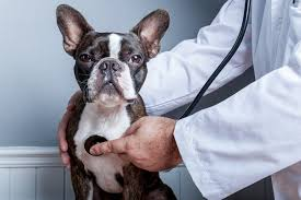 3 Signs Your Pet Needs An Immediate Animal Hospital Visit