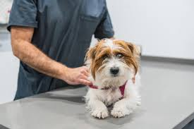 How Vets Detect Silent Illnesses During Wellness Exams